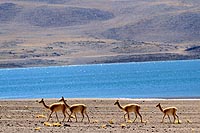 Chili, désert Atacama : lagunas Miscanti