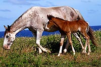 Île de Pâques : les chevaux sauvages!